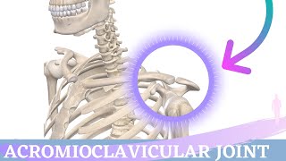 Acromioclavicular Joint Movement  Shoulder Anatomy amp Kinesiology [upl. by Noirad]