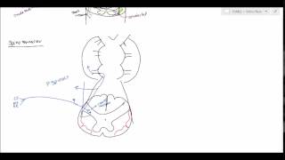 Neuroanatomy  Spinocerebellar Tract USMLE [upl. by Laurance]