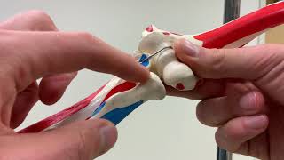 Arthrokinematics of the Proximal Radioulnar Joint [upl. by Anneliese]