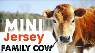 Mini Jersey Cow  The Perfect Miniature Family Cow [upl. by Enicnarf]