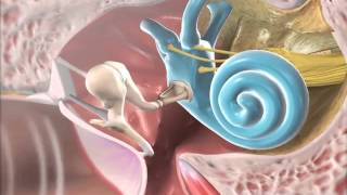 The Mechanism of Hearing [upl. by Myrtia]