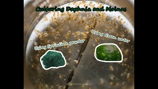 How To Culture Daphnia and Moinas using Green Water Spirulina powder [upl. by Yuu]