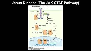 Biosignaling  Janus KinasesThe JAKSTAT Pathway [upl. by Yhotmit]