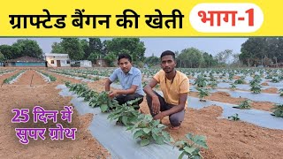 ग्राफ्टेड बैंगन की खेती  Grafted Brinjal  Cultivation Of Grafted Brinjal [upl. by Enomys]