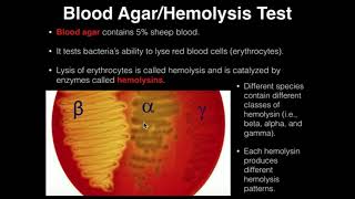 Microbiology HemolysisBlood Agar [upl. by Ecad854]