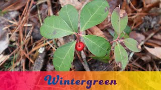 Wintergreen Gaultheria procumbens Basic Identification and Edible Parts [upl. by Adnorahc]