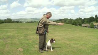 Teaching a Gundog Steadiness [upl. by Dnamra]