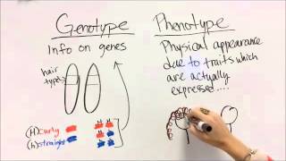 Genotype vs Phenotype [upl. by Fleisher375]