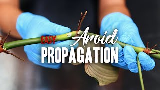 How to EASILY propagate an Aroid [upl. by Assyla726]