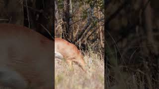 Steenbok In The Kruger National Park [upl. by Leacock]