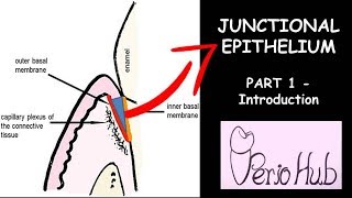 JUNCTIONAL EPITHELIUM  THE INTRODUCTION [upl. by Nodnar266]