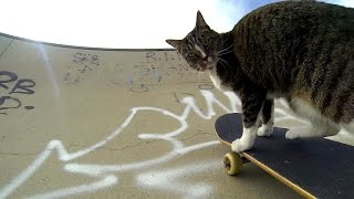 GoPro Didga the Skateboarding Cat [upl. by Gally]