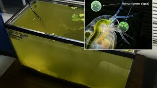 Raising Daphnia for the Freshwater Aquarium [upl. by Randall]