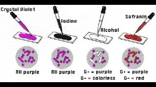 Gram Staining  Amrita University [upl. by Hightower]