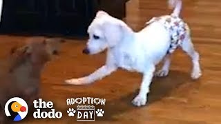 This Puppy Mill Dog Is Finally About To Get A Family  The Dodo Adoption Day [upl. by Nonek]