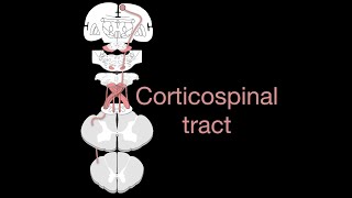 Corticospinal tract [upl. by Yauqram776]