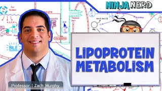 Paul Saladino Talks About The Real Differences Between LDL amp HDL Cholesterol [upl. by Atilam]