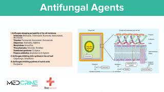 Antifungal Drugs pharmacology simplified [upl. by Nylinej]