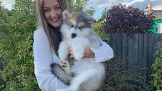 Meet Our New Alaskan Malamute Puppy Cutest Little Fluff EVER [upl. by Gravante]