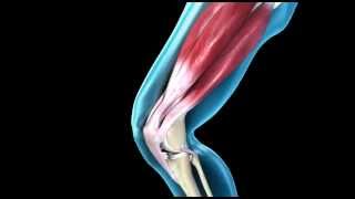 Knee Joint  Range of Movement  3D Medical Animation  ABP © [upl. by Mandy877]