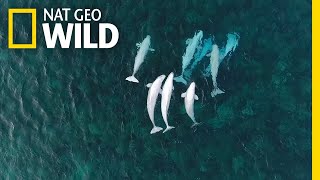 See Hundreds of Beluga Whales Gathering in the Arctic  Nat Geo Wild [upl. by Leona]