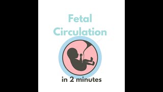 Fetal circulation in 2 mins [upl. by Gayle]