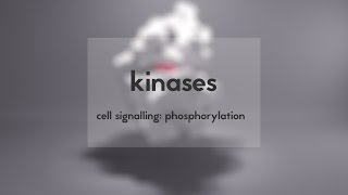 Cell signalling kinases amp phosphorylation [upl. by Rriocard]