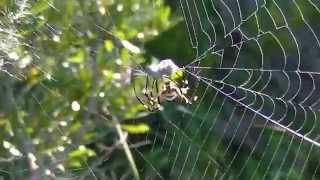 Garden Spiders Attacking Prey [upl. by Leuqim]