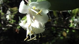 Lonicera fragrantissima for Honeyeaters [upl. by Mirilla362]