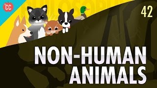 NonHuman Animals Crash Course Philosophy 42 [upl. by Gerdeen13]