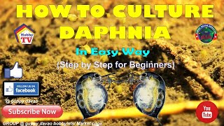 HOW TO CULTURE DAPHNIA In Easy Way [upl. by Dorcia648]