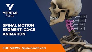 Spinal Motion Segment C2C5 Animation [upl. by Farny]