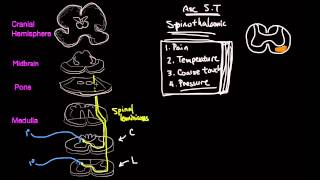 The Spinothalamic Tract [upl. by Boulanger]