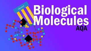 BIOLOGICAL MOLECULES  Detailed AQA Alevel Revision [upl. by Irol303]