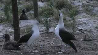 Dancing Albatross [upl. by Dieterich]