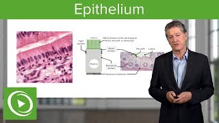 Epithelium – Histology  Lecturio [upl. by Yrallam]