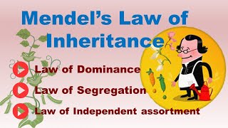 Mendels Law of Inheritance  3 Mendelian Law of Inheritance  ABT Gurukul [upl. by Joanne]