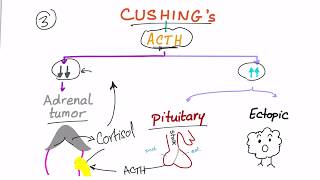 Cushing Syndrome Diagnostic Workup [upl. by Aniretac]