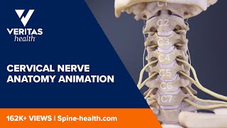 Cervical Nerve Anatomy Animation [upl. by Erskine]