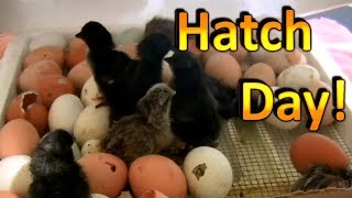 How to Hatch Chicken Eggs Part 6 Chicks are Hatching and going into the Brooder [upl. by Niwrud]