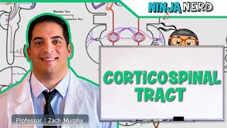 Neurology  Descending Tracts Corticospinal Tract [upl. by Katina]