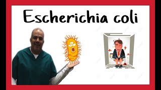 Escherichia coli características subtipos enfermedades y diagnostico [upl. by Persson]