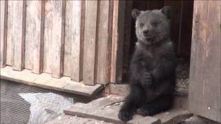 IFAW Orphan Bear Rescue Project  Russia [upl. by Nosittam]