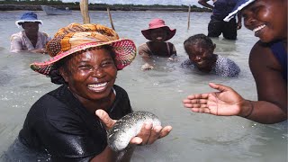 SEA CUCUMBER FARMING [upl. by Eynenihc]