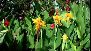 Cannas at the Studio Garden [upl. by Reinhold]