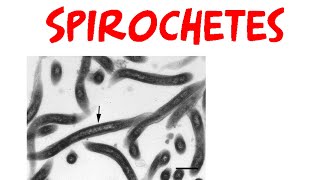 Spirochetes [upl. by Anneyehc]